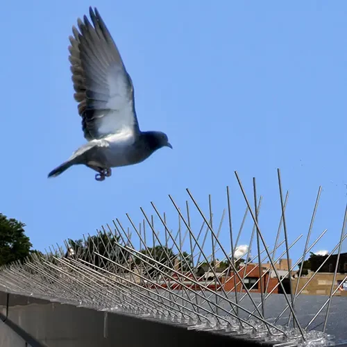Bird Spikes